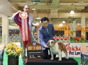 BULLDOG SPECIALTY OPEN DOG SHOW 2012