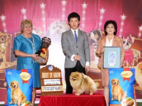 THE MALL TOY DOG CHAMPIONSHIP SHOW 1/2012(AB4)