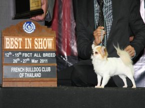 FBCT Championship Dog Show 1/2011(AB1)