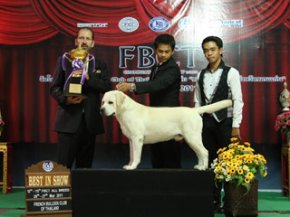FBCT Championship Dog Show 1/2011(AB3)