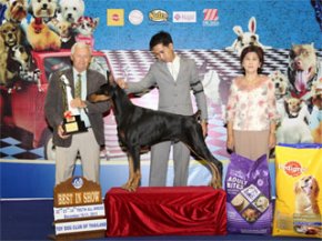 Toy Dog Club Championship Dog Show 5/2011(AB2)