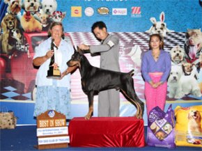 Toy Dog Club Championship Dog Show 5/2011(AB4)