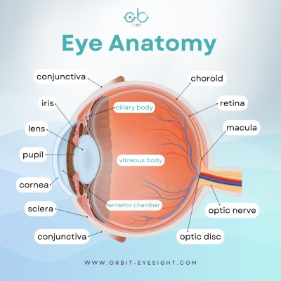 Eye Anatomy