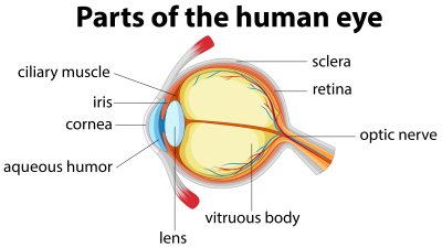 Eye Anatomy