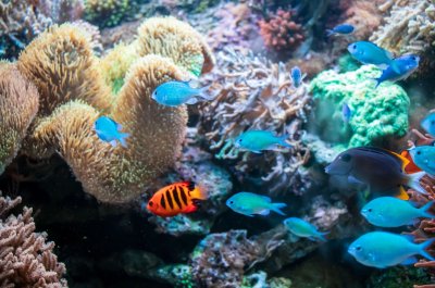 Coral Reefs View