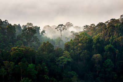 Forest View