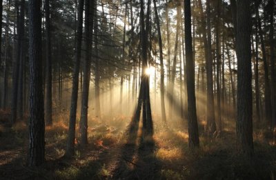 Forest View