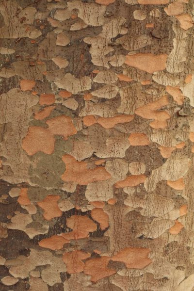 Wood Pattern