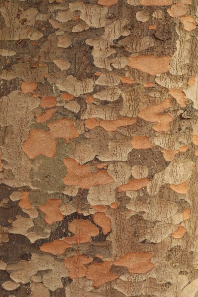 Wood Pattern