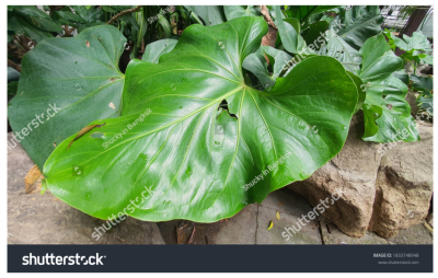 Photoinmobile Photoinmobile