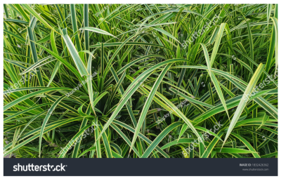 Photoinmobile Photoinmobile