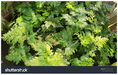 Photoinmobile Photoinmobile