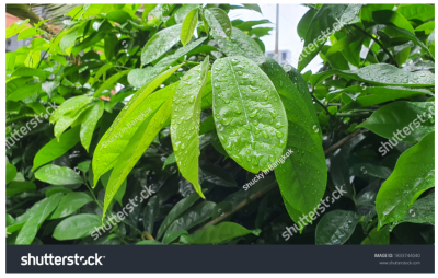 Photoinmobile Photoinmobile