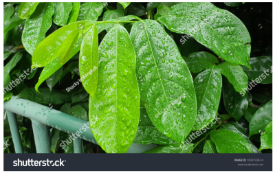 Photoinmobile Photoinmobile