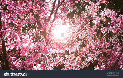 Photoinmobile Photoinmobile