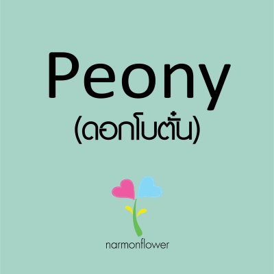 Peony ดอกโบตั๋น ช่อดอกโบตั๋น 