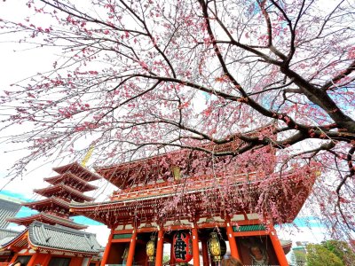 วัดอาซากุสะ - วัดเซ็นโซจิ โตเกียว ประเทศญี่ปุ่น