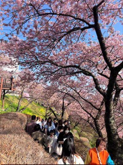  Matsuda Sakura ประเทศญี่ปุ่น (Update 23022026)