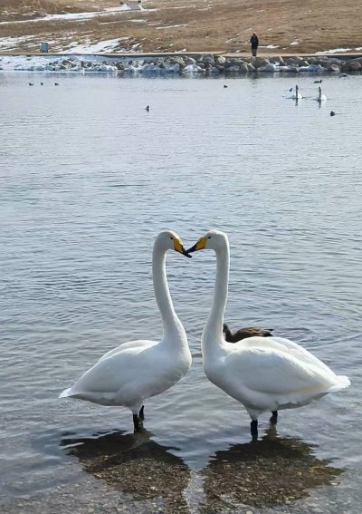 ทะเลสาบไซ่หลี่มู่ (Sailimu Lake) ซินเจียง ประเทศจีน