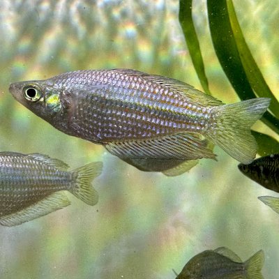 rubrostriata rainbow fish