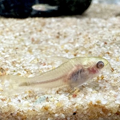 albino pygmy corydoras