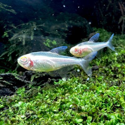 Albino Black Neon Tetra 