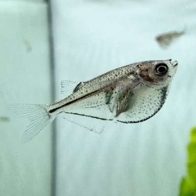 ปลาขวานเงิน common hatchet fish