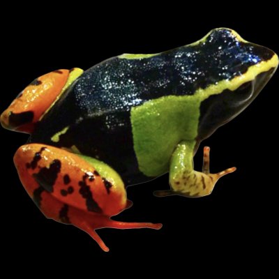 poison dart frog 