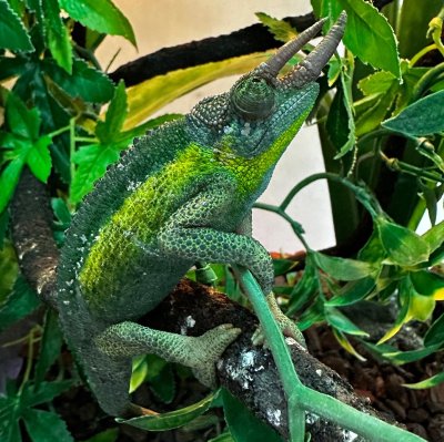 rainbow jackson chameleon