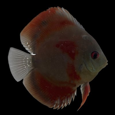 discus fish