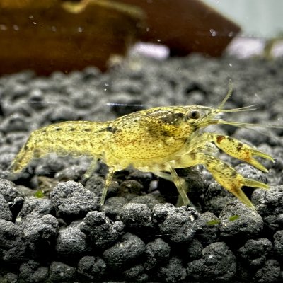 Brazos Dwarf Crayfish/Mini Lobster (Cambarellus texanus)