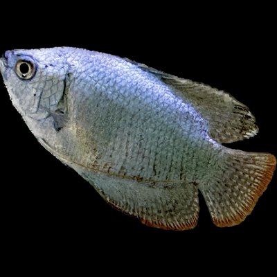 ปลากระดี่โคบอลท์ (COBALT BLUE DWARF GOURAMI) 