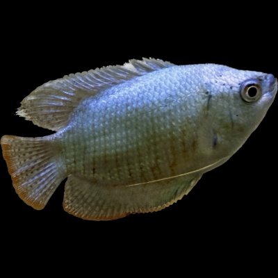 ปลากระดี่โคบอลท์ (COBALT BLUE DWARF GOURAMI) 