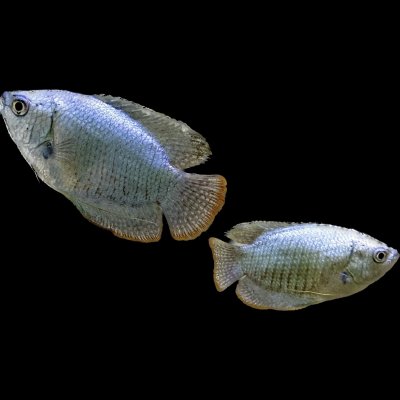 ปลากระดี่โคบอลท์ (COBALT BLUE DWARF GOURAMI) 