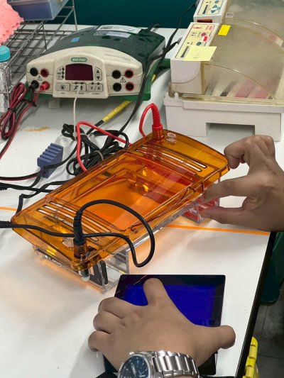 Integrated Horizontal Electrophoresis System (Electrophoresis Tank + blue light transilluminator) - Servicebio
