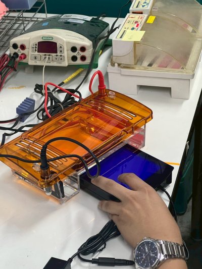 Integrated Horizontal Electrophoresis System (Electrophoresis Tank + blue light transilluminator) - Servicebio