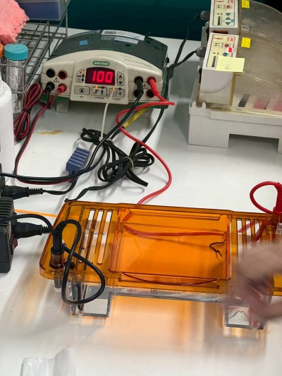 (SVL-2) Integrated Horizontal Electrophoresis - Servicebio