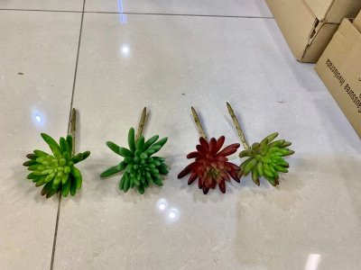 Succulents