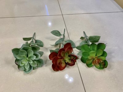 Succulents