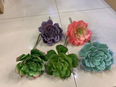 Succulents