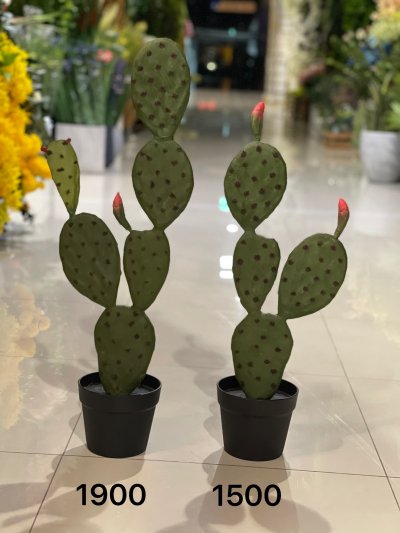 Cactus