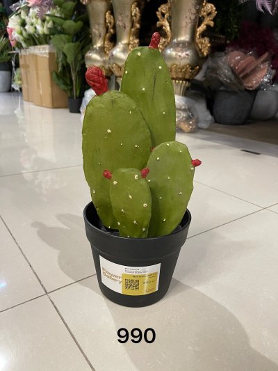 Cactus