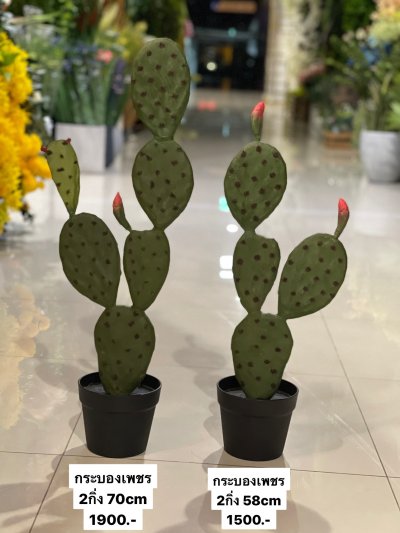 Cactus