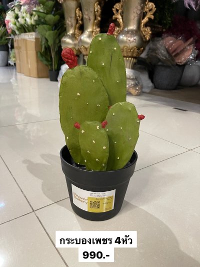 Cactus