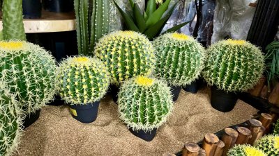 Cactus