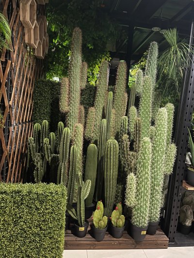 Cactus