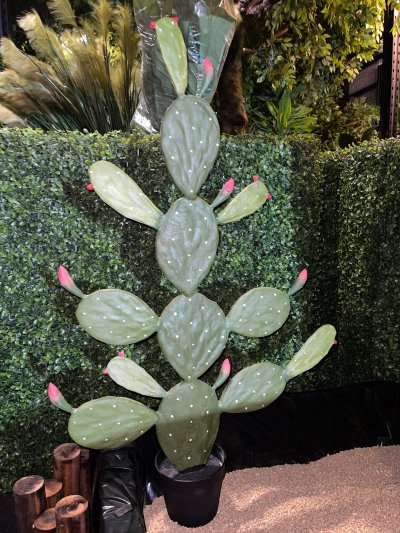 Cactus