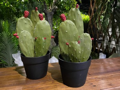 Cactus