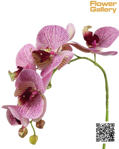 Orchid