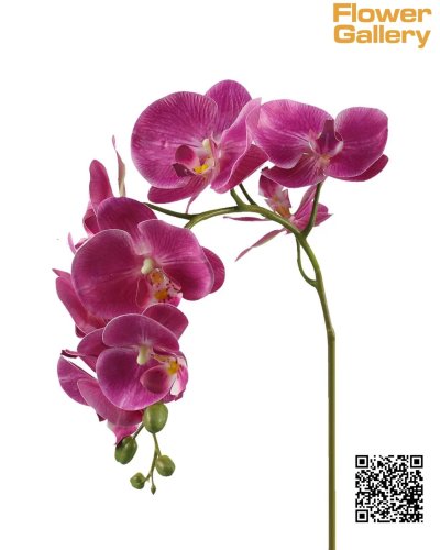 Orchid